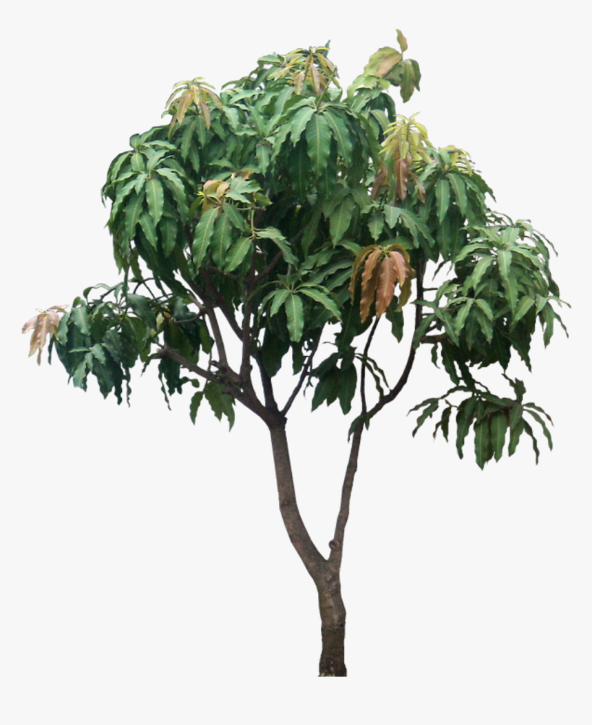 Mangifera Indica, Small Tree, HD Png Download, Free Download