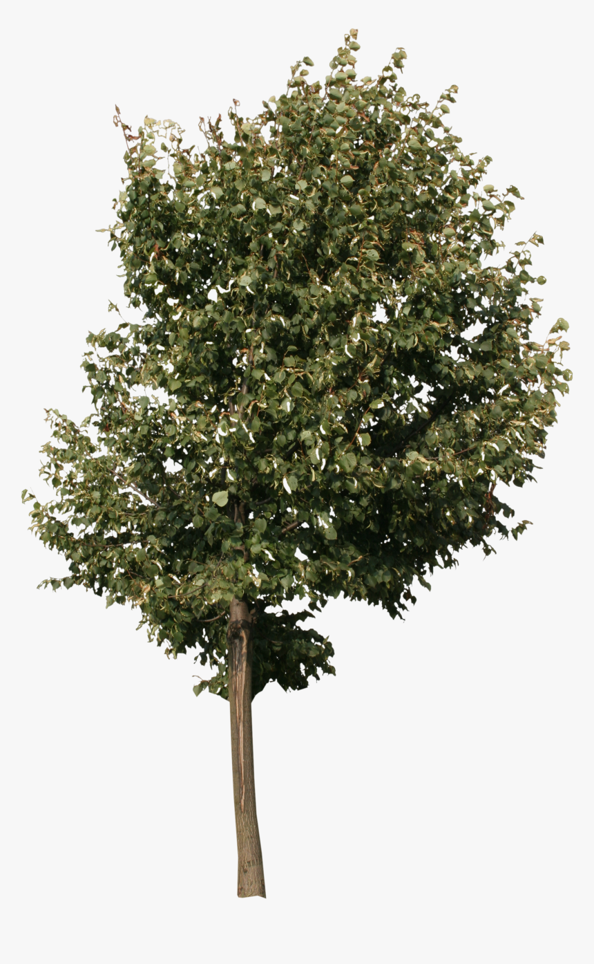 Small Tree Png, Transparent Png, Free Download