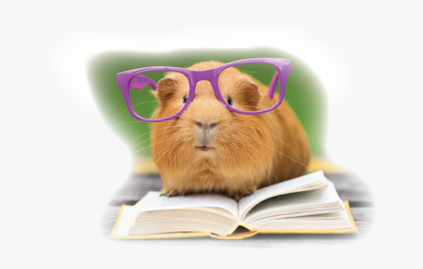 Hamster Png, Transparent Png, Free Download