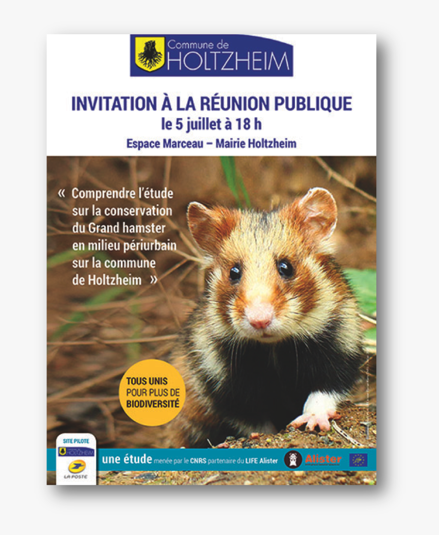 Hamster Png, Transparent Png, Free Download