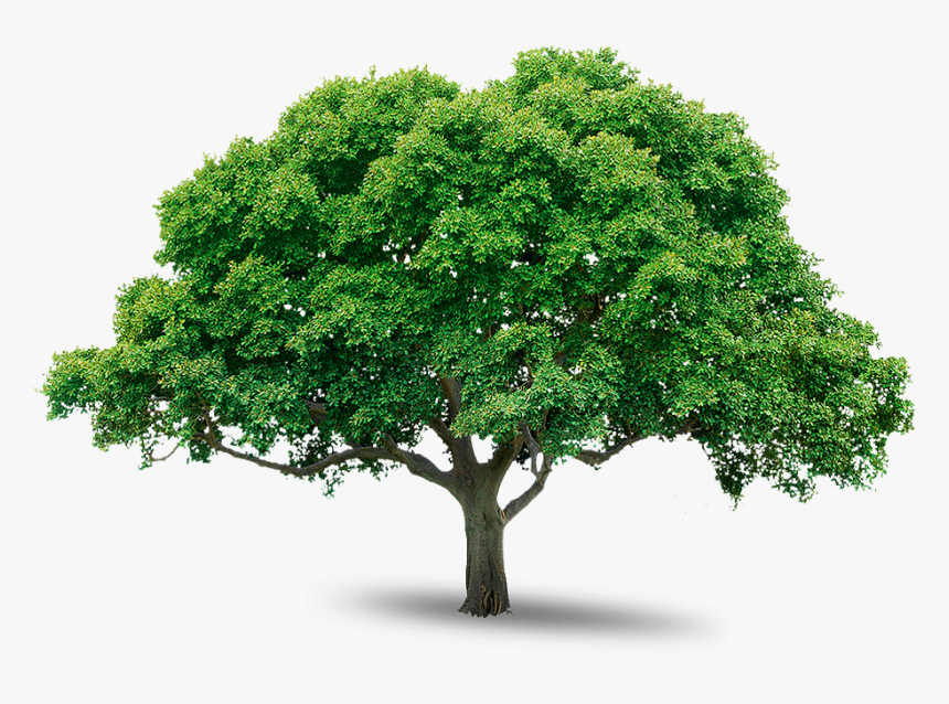 Tree Png, Transparent Png, Free Download