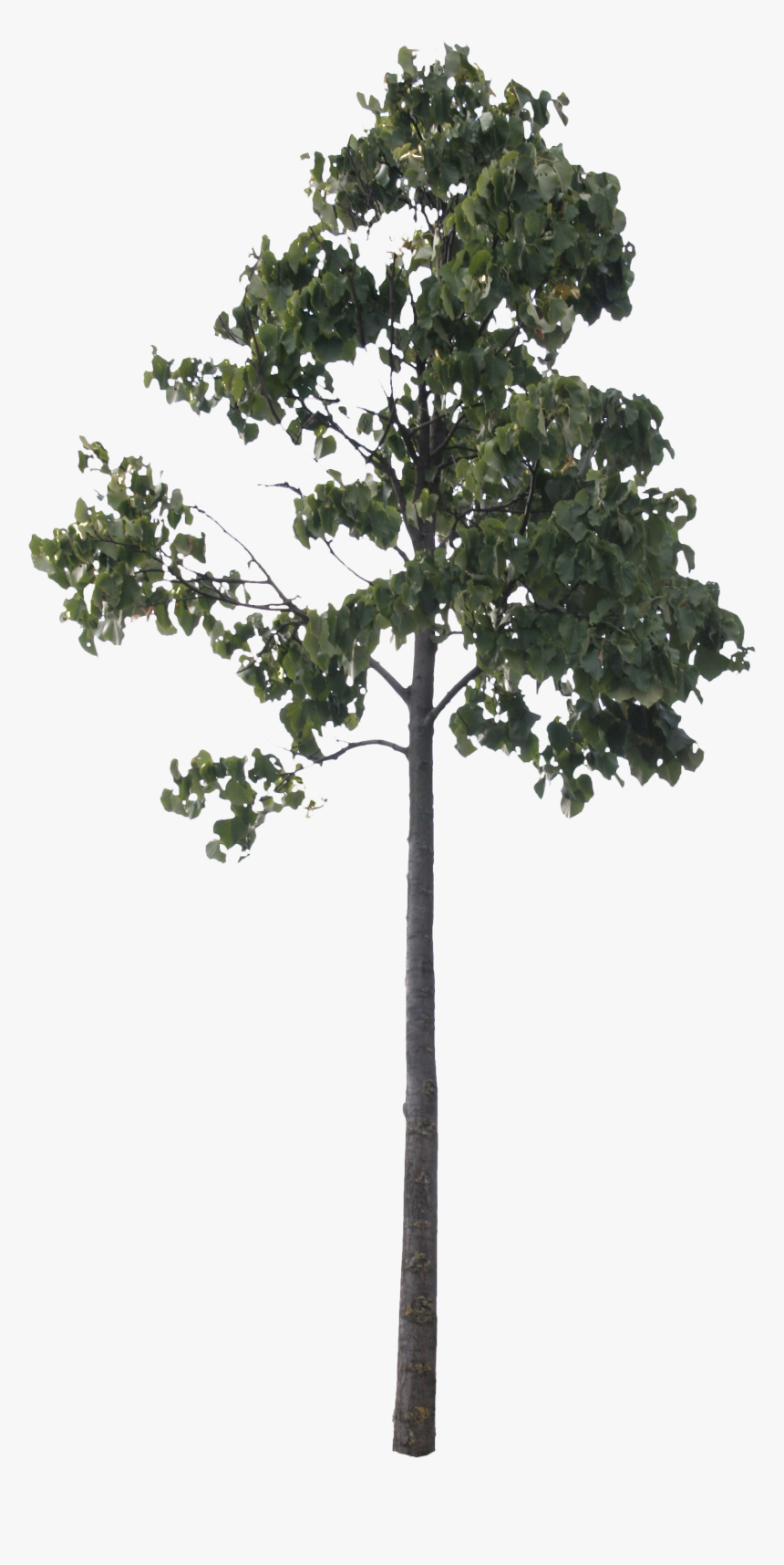 Small Tree Png, Transparent Png, Free Download