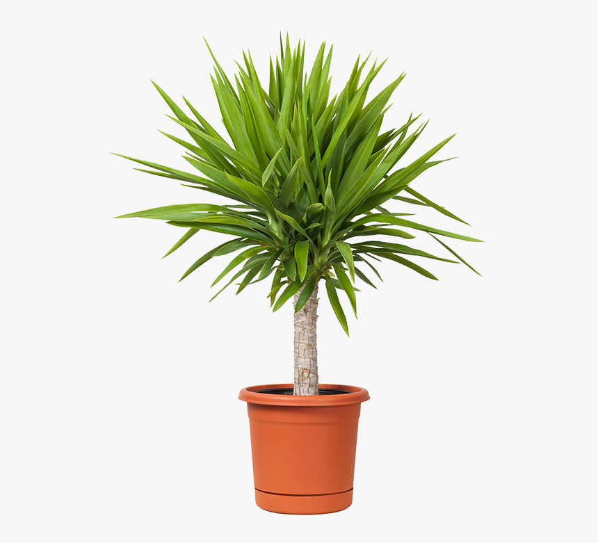 Transparent Liriope Png, Png Download, Free Download