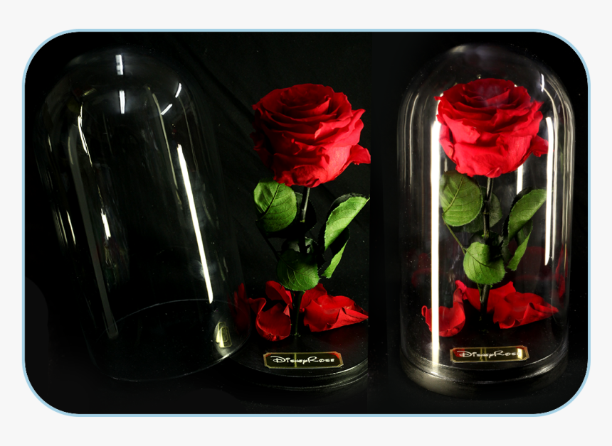 Forever-rose In The Glass Dome From The Movie Beauty, HD Png Download, Free Download