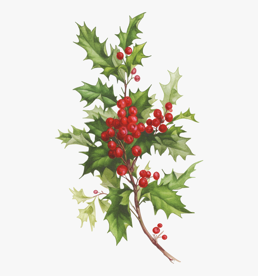 Christmas Holly Png, Transparent Png, Free Download