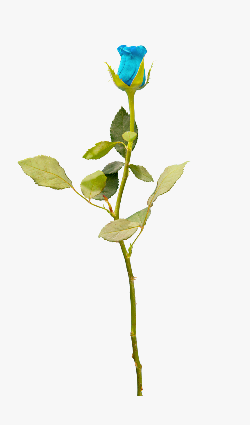 Blue Rose Png, Transparent Png, Free Download