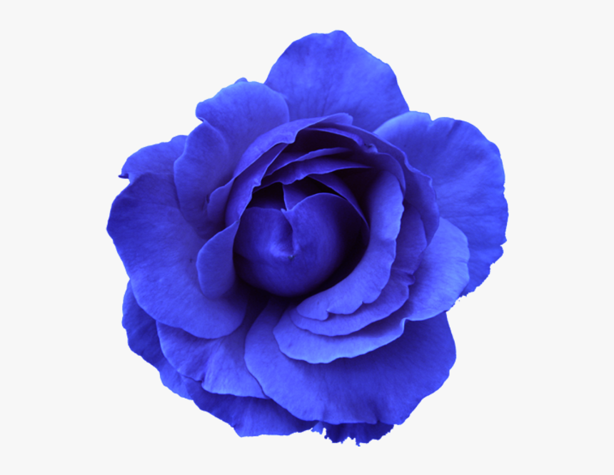 Blue Rose Png, Transparent Png, Free Download