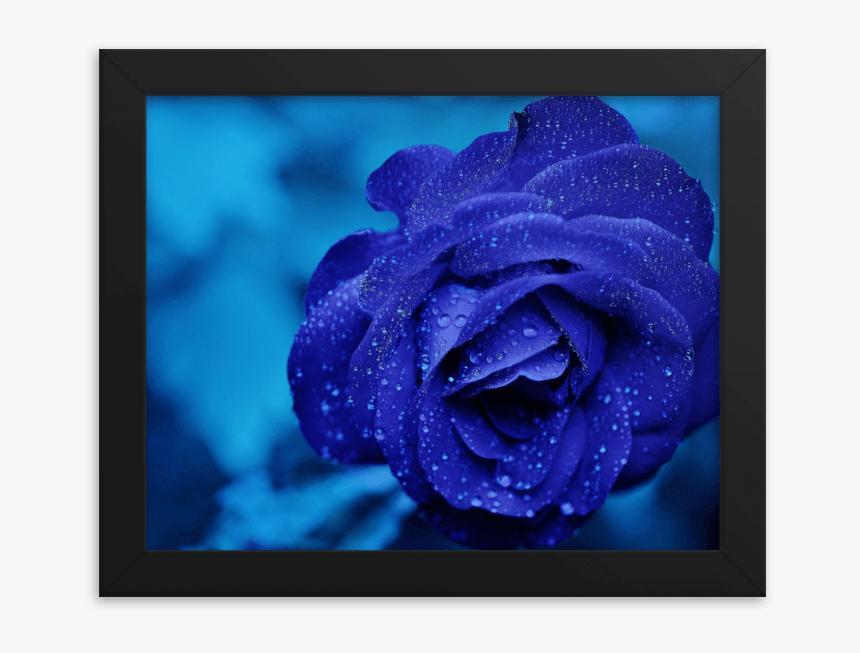 Blue Rose Png, Transparent Png, Free Download