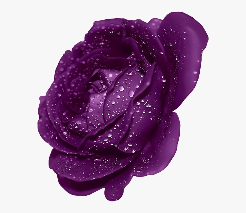 Dark Blue Rose Flower , Png Download, Transparent Png, Free Download