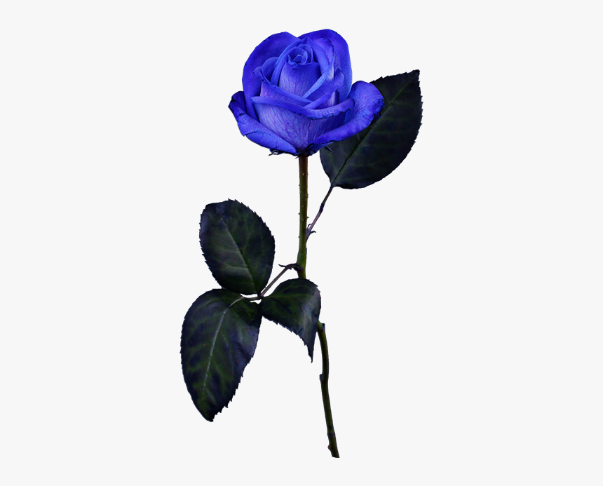 Blue Rose Png, Transparent Png, Free Download