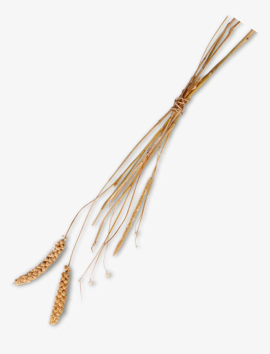 Grass Straw Png, Transparent Png, Free Download