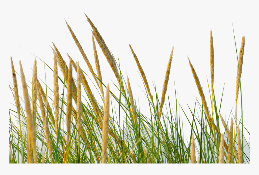 Grass Straw Png , Png Download, Transparent Png, Free Download