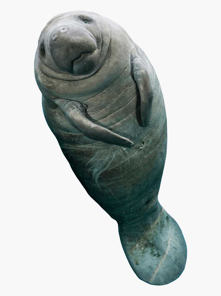 Sculpture,statue,marine Mammal,manatee,sea Cows,walrus,art,hand, HD Png Download, Free Download