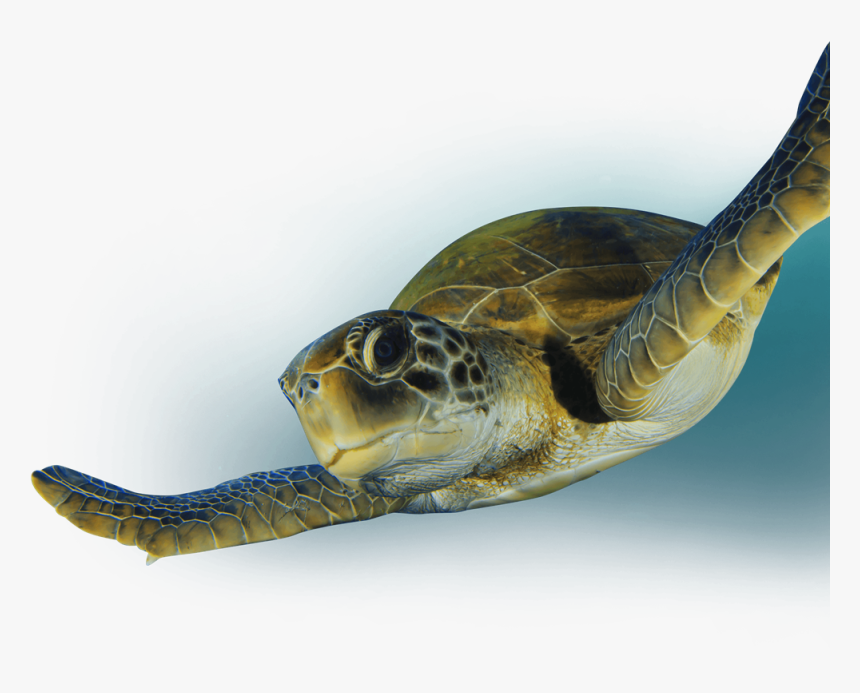 Turtle Eating Png, Transparent Png, Free Download
