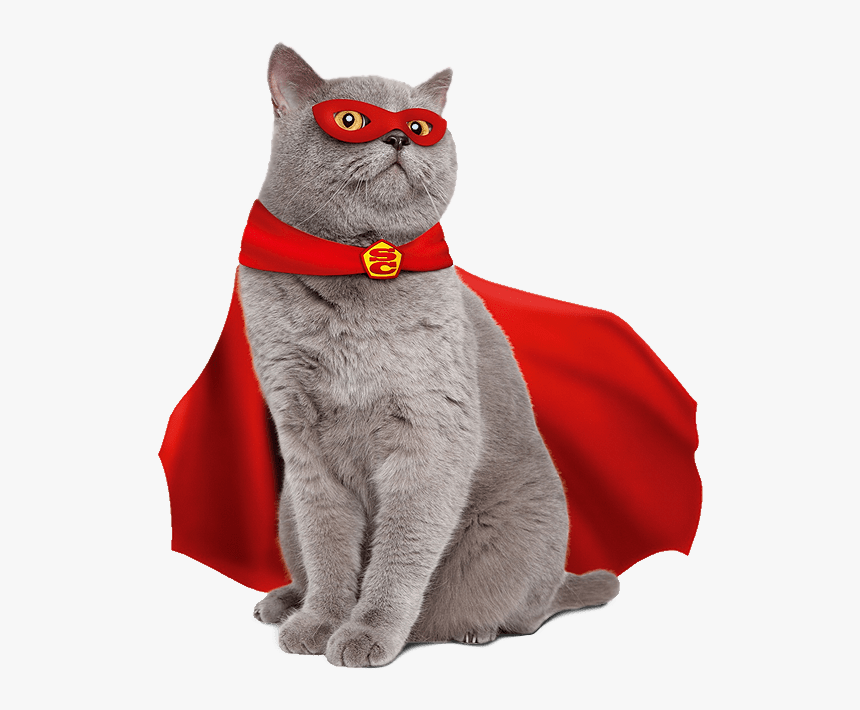 High Quality Super Cat Blank Meme Template, HD Png Download, Free Download