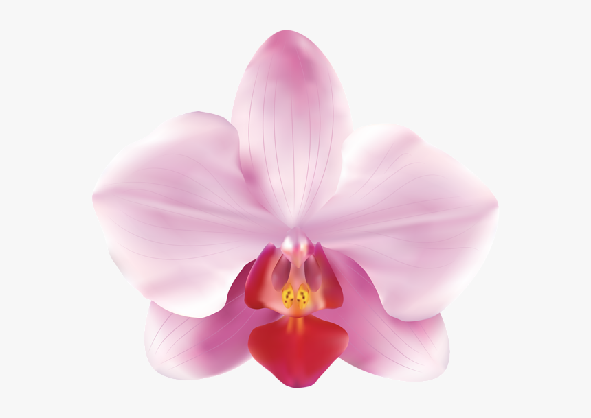 Pink Orchid Png , Png Download, Transparent Png, Free Download