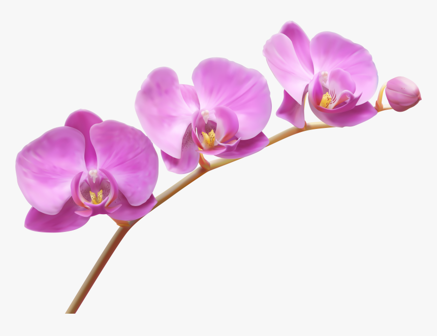 Orchids Transparent Png Clip Art Image, Png Download, Free Download