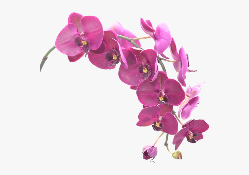 Orchid, Image V, HD Png Download, Free Download