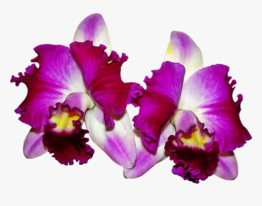 Orchid Png, Transparent Png, Free Download