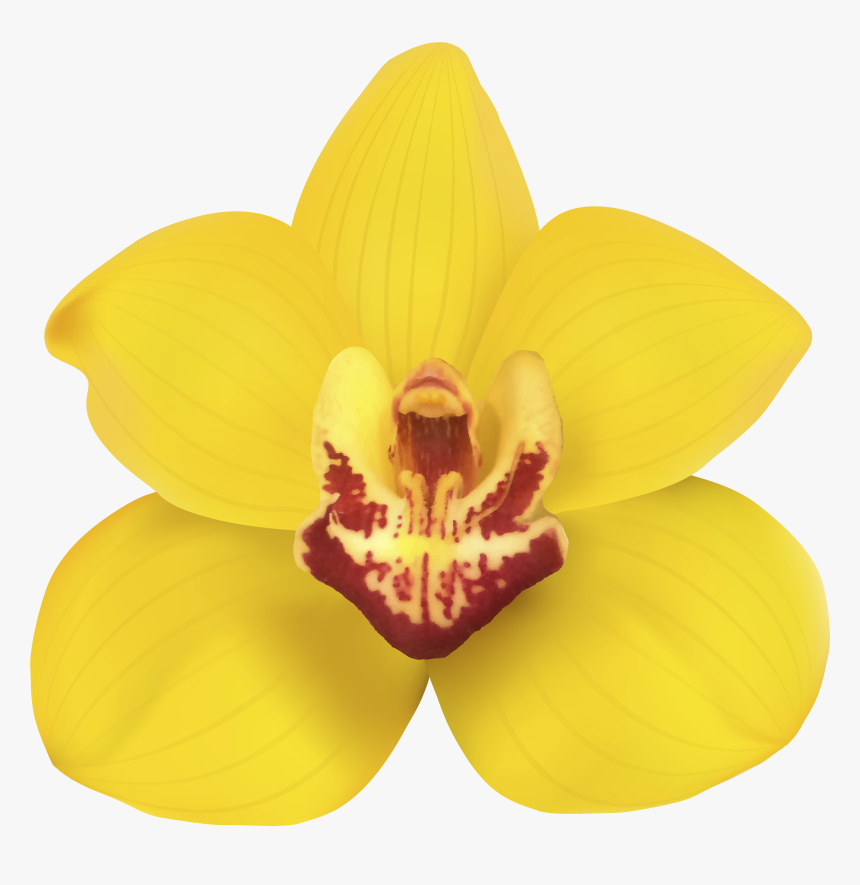 Yellow Orchid Png Clip Art, Transparent Png, Free Download