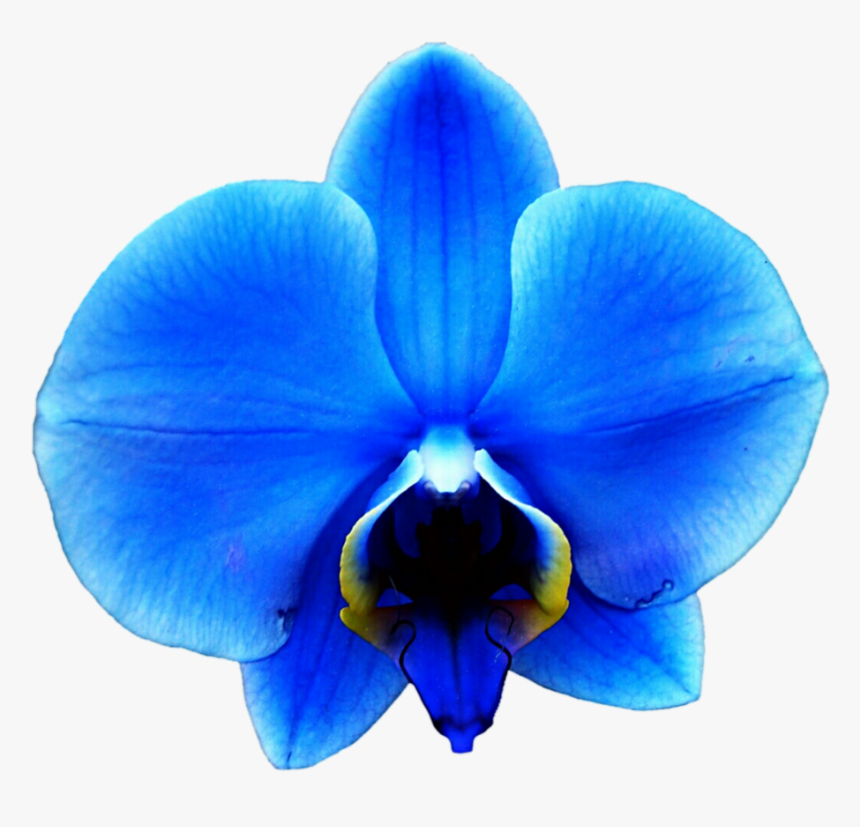 Orchid Transparent Blue, HD Png Download, Free Download