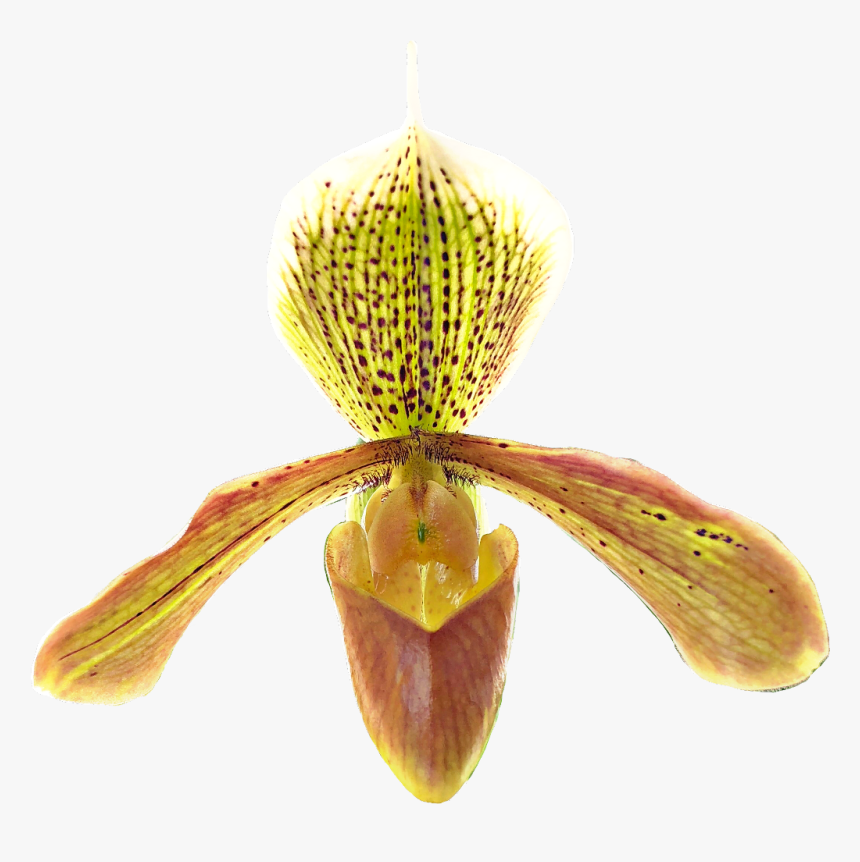 #paphiopedilum #idaleciosantos #orchid #orchids #orchideas,, HD Png Download, Free Download