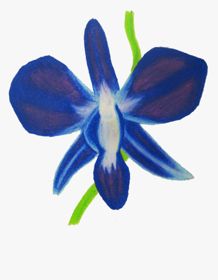 Orchid Clipart Blue Orchid, HD Png Download, Free Download
