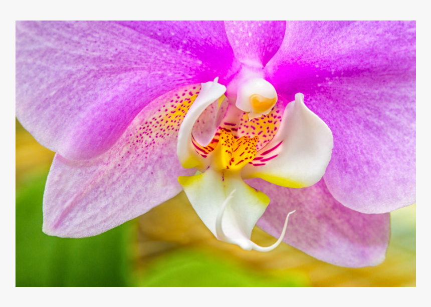 Orchid Png, Transparent Png, Free Download