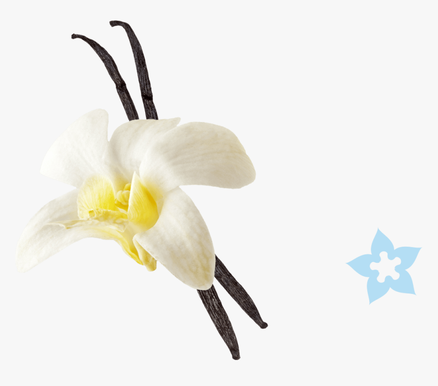 Moth-orchid, HD Png Download, Free Download