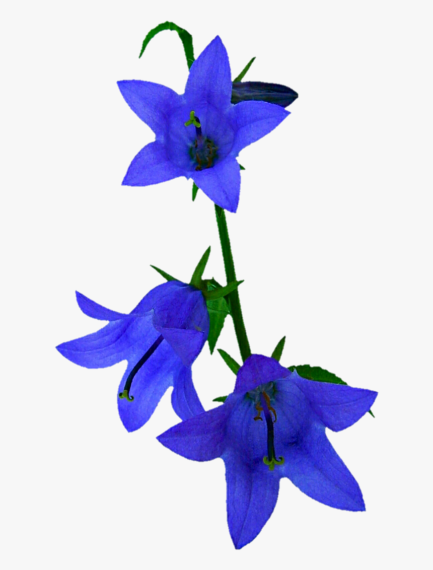 Blue Flowers Png, Transparent Png, Free Download