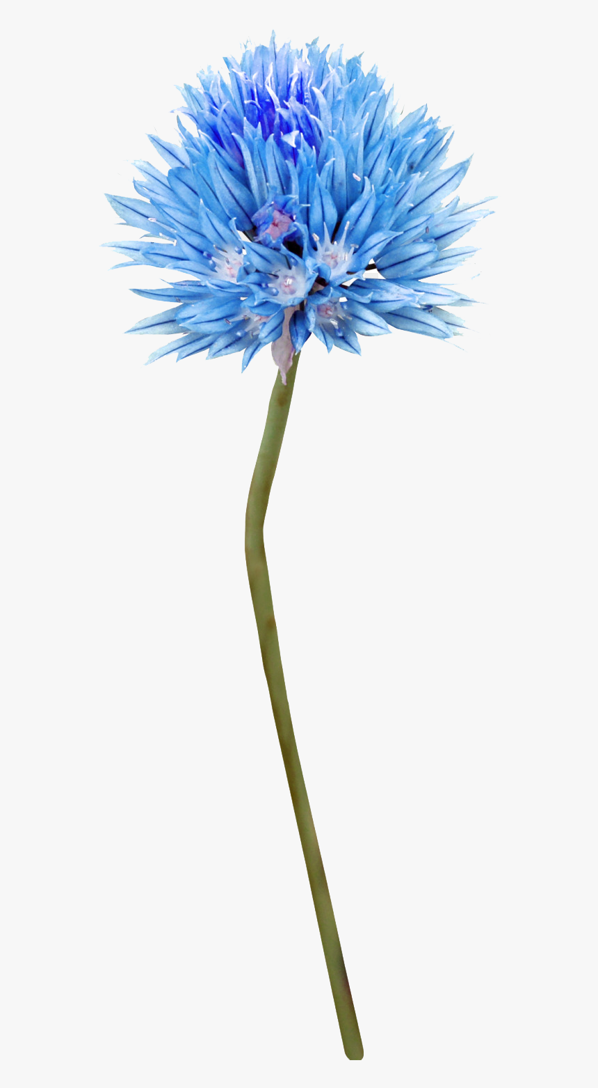 Blue Thistle Flowers Png Background, Transparent Png, Free Download