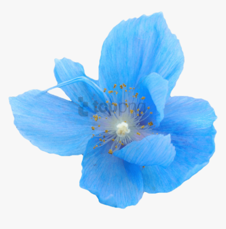 Free Png Blue Transparent Flower Crown Png Image With, Png Download, Free Download