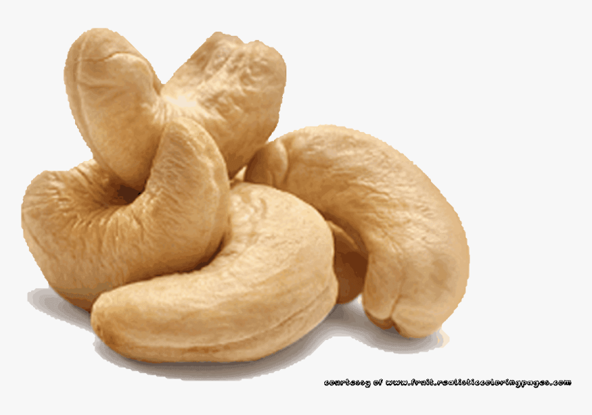 Cashew Nut Illustrations Pictures, HD Png Download, Free Download