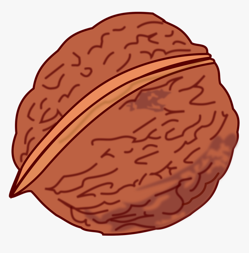 Essen, Foot, Fruit, Nut, Walnut, HD Png Download, Free Download