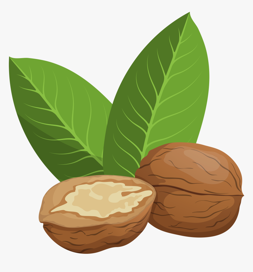 Walnuts Png Clip Art, Transparent Png, Free Download