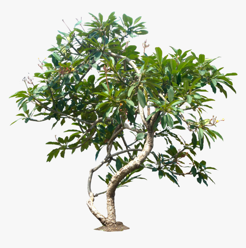 Jungle Tree Png, Transparent Png, Free Download