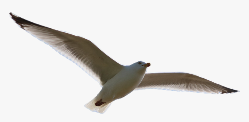 Seagull, HD Png Download, Free Download