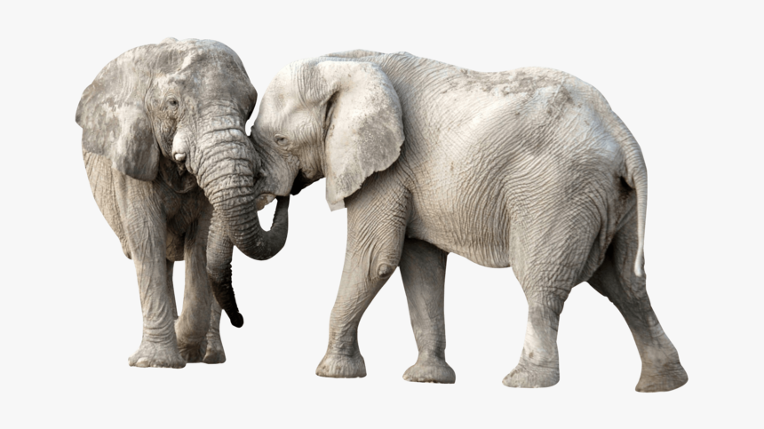 Elephant, HD Png Download, Free Download