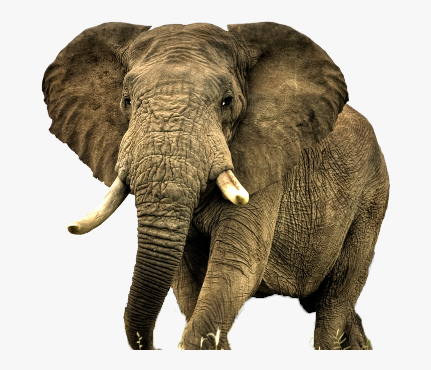 Elephant Png Free Download, Transparent Png, Free Download