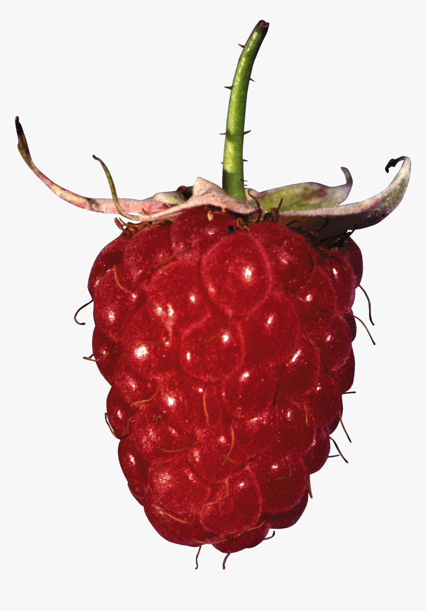 Rraspberry Png Image, Transparent Png, Free Download