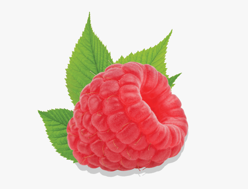 Plump Raspberry, HD Png Download, Free Download