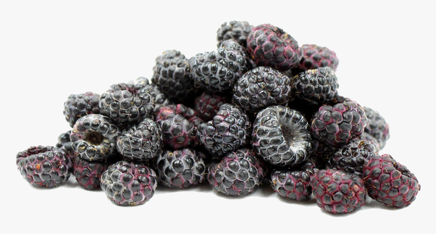 Mulberry, HD Png Download, Free Download