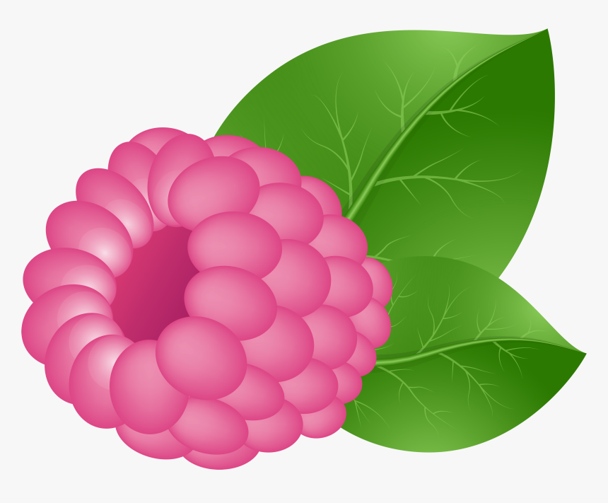 Transparent Raspberry Png, Png Download, Free Download