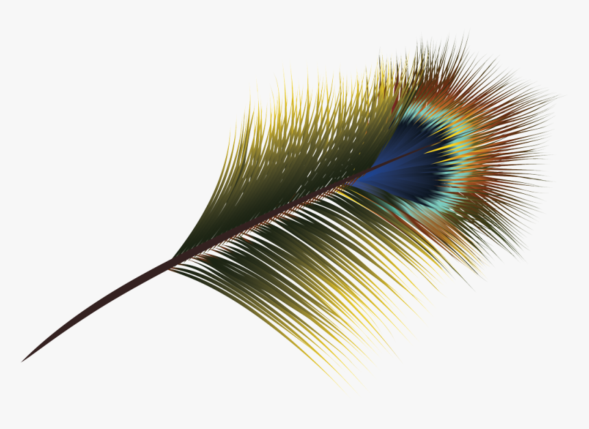 Transparent Feather Vector , Png Download, Png Download, Free Download