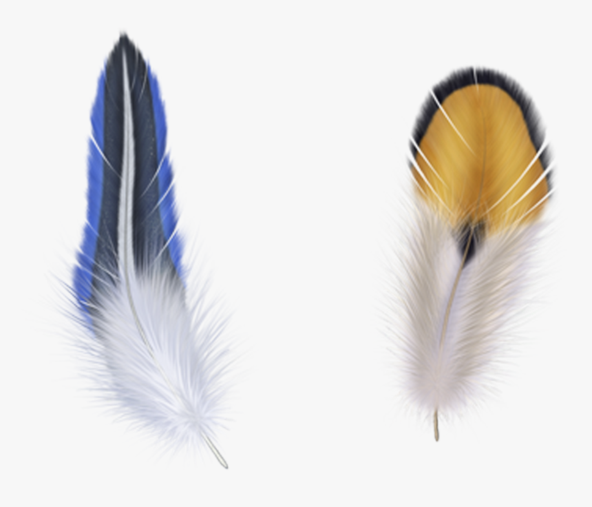 Fur Vector Bird Feather, HD Png Download, Free Download