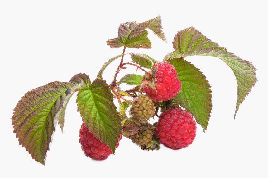 Raspberry Png, Transparent Png, Free Download