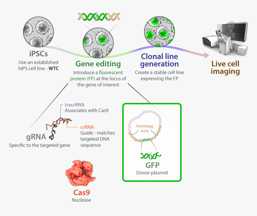 Schematic For Gene Editing Of Allen Institute For Cell, HD Png Download, Free Download