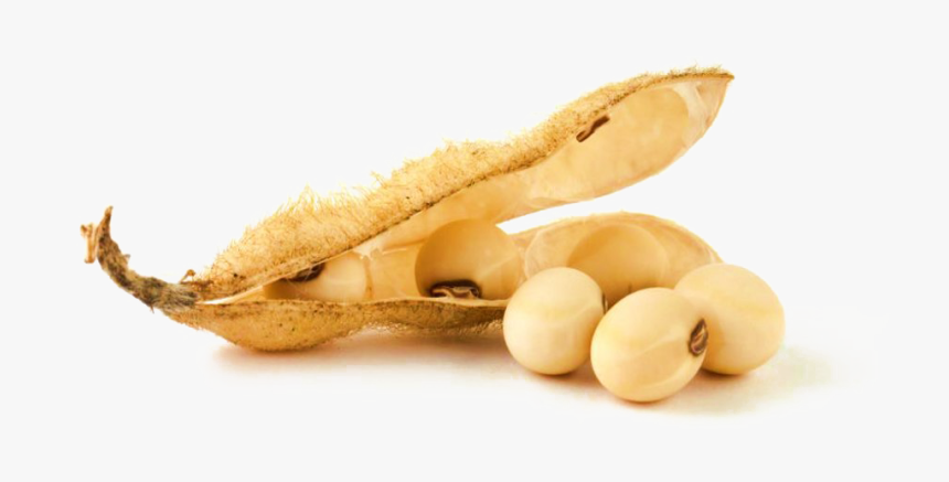 Soybean Png Clipart, Transparent Png, Free Download