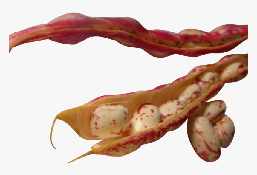Bean Png, Transparent Png, Free Download