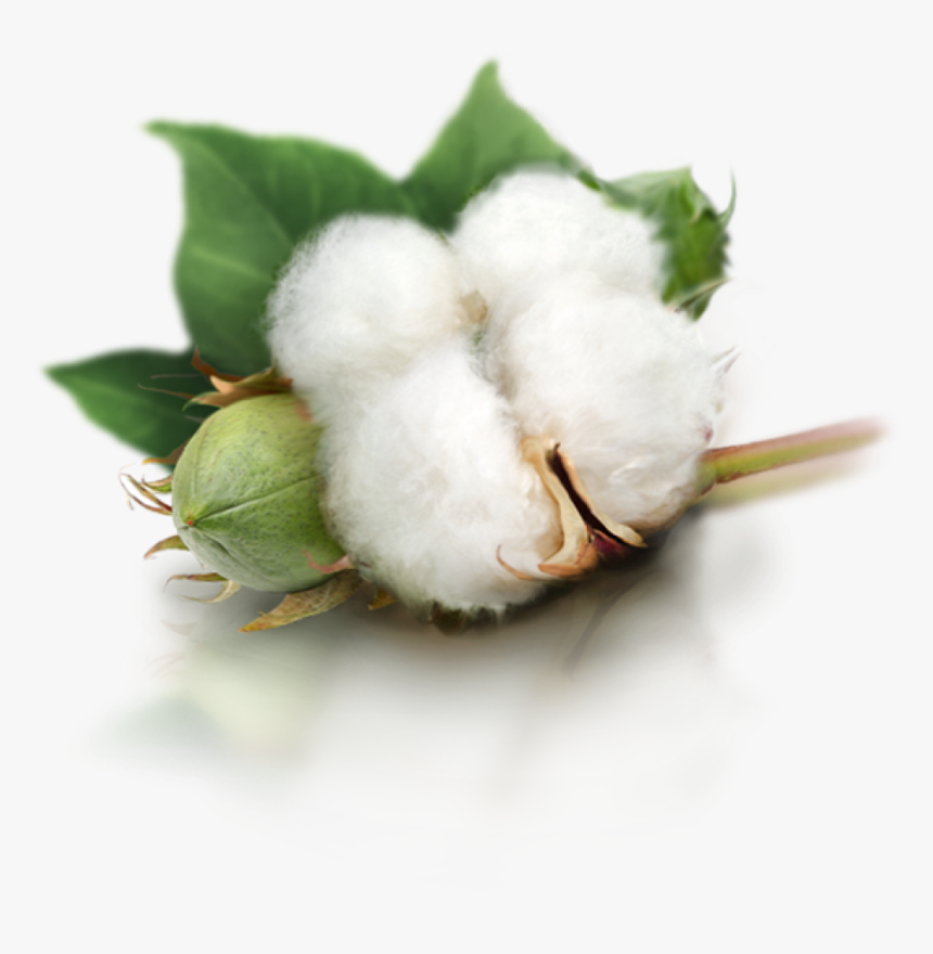 Cotton Png, Transparent Png, Free Download